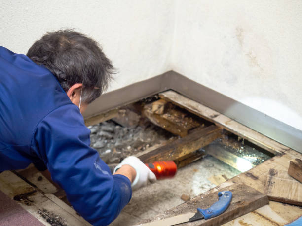Best Residential Mold Remediation in South Tucson, AZ