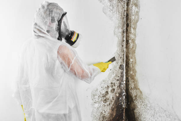 Best Mold Testing and Inspection Services in South Tucson, AZ