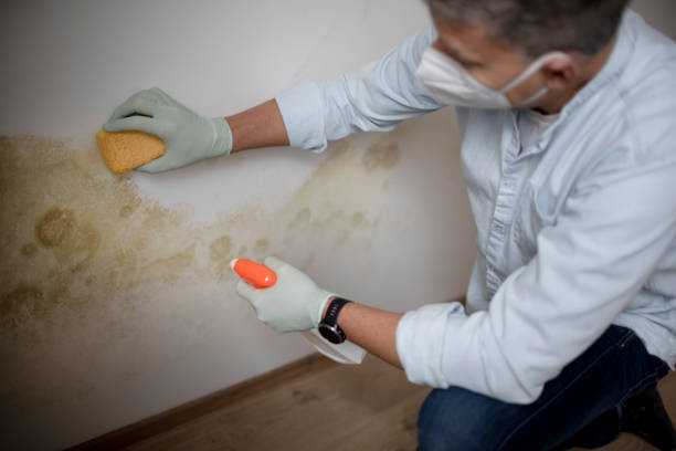 Best Basement Mold Remediation in South Tucson, AZ